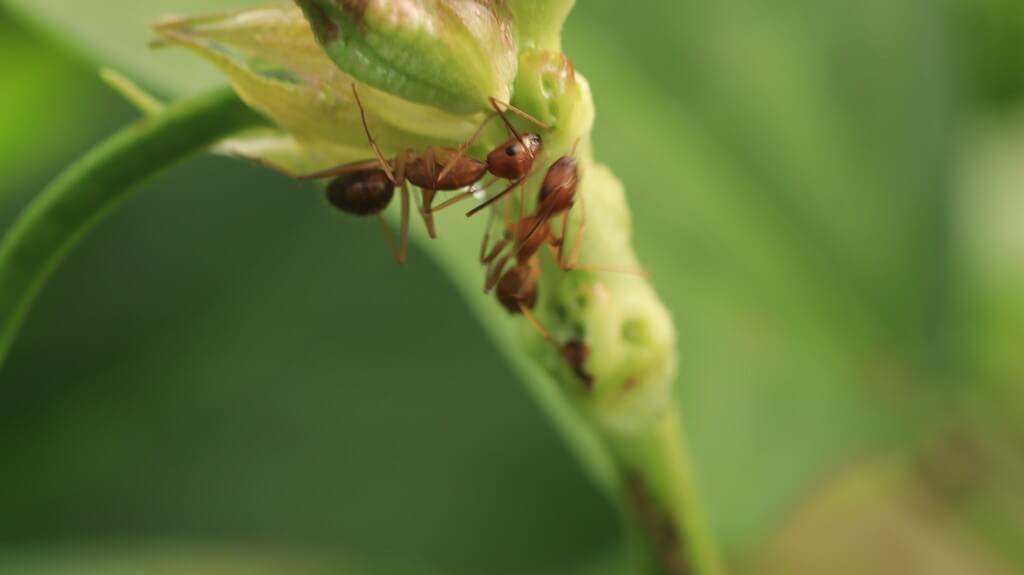 Un jardín orgánico de cannabis con insectos rodeado de exuberante vegetación.