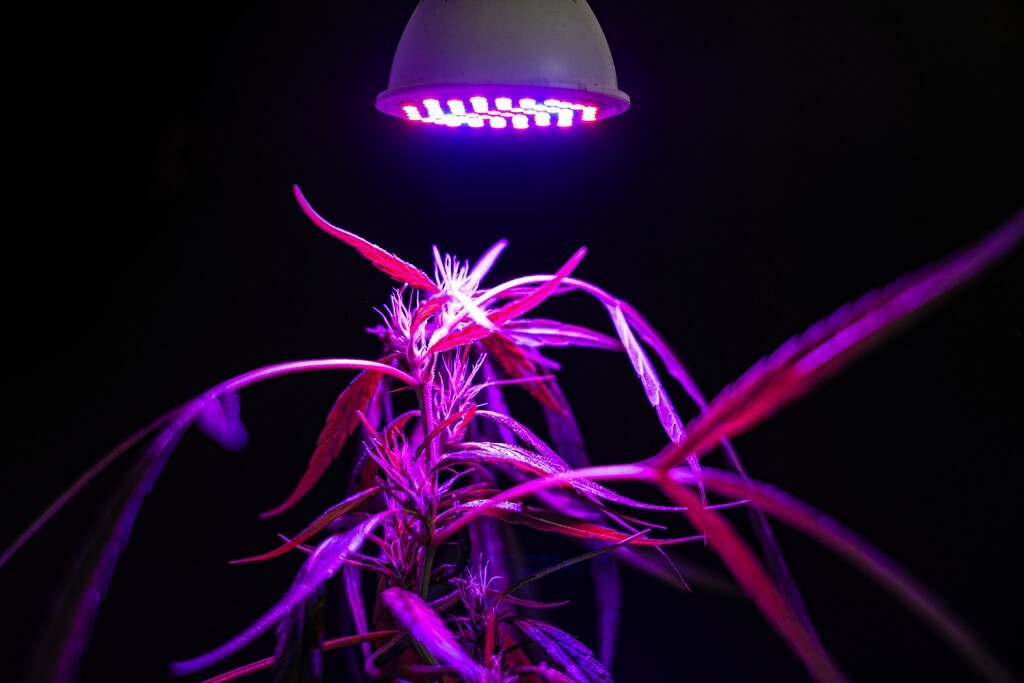 A photo of an exuberant marijuana plant illuminated by LED grow lights.