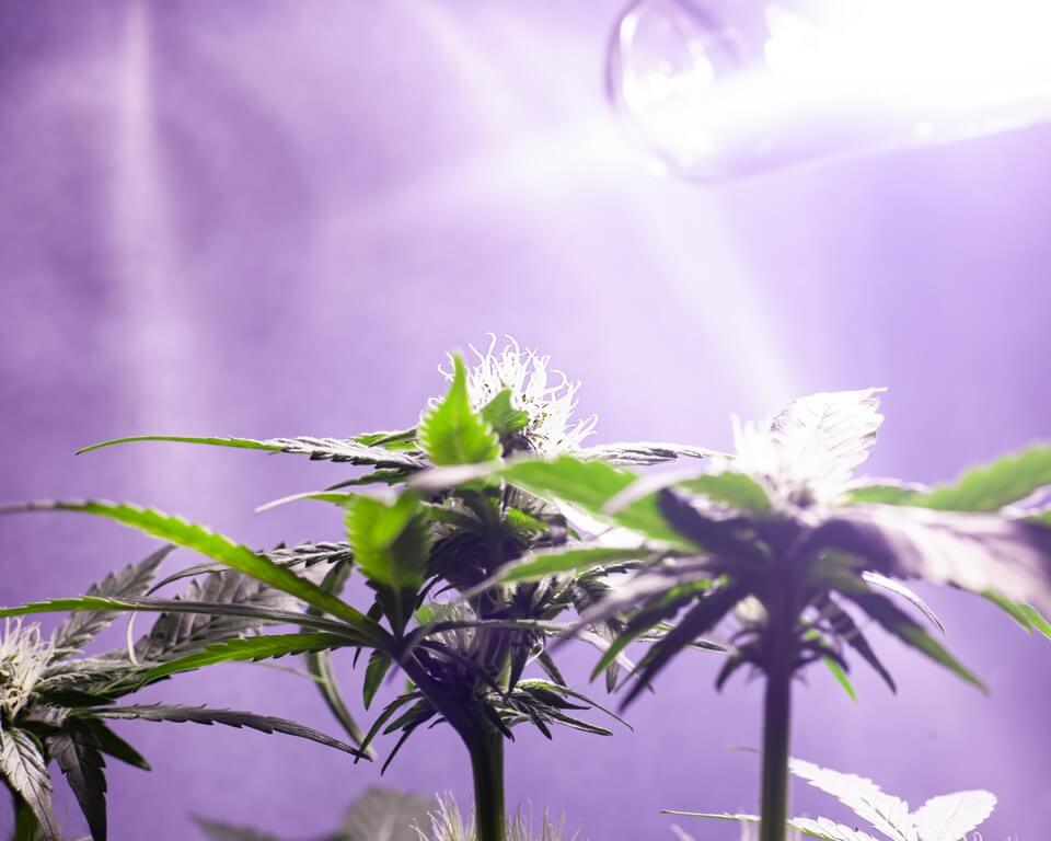 Foto de plantas saludables bajo luces de cultivo en ambiente controlado.