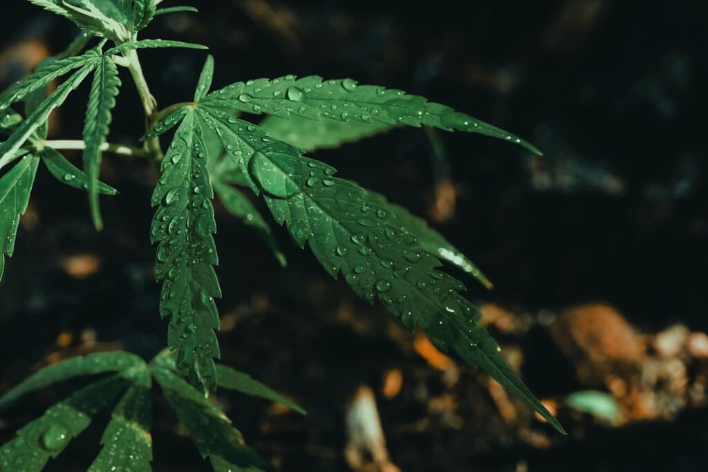 Una foto de una planta de cannabis rodeada de herramientas de medición.