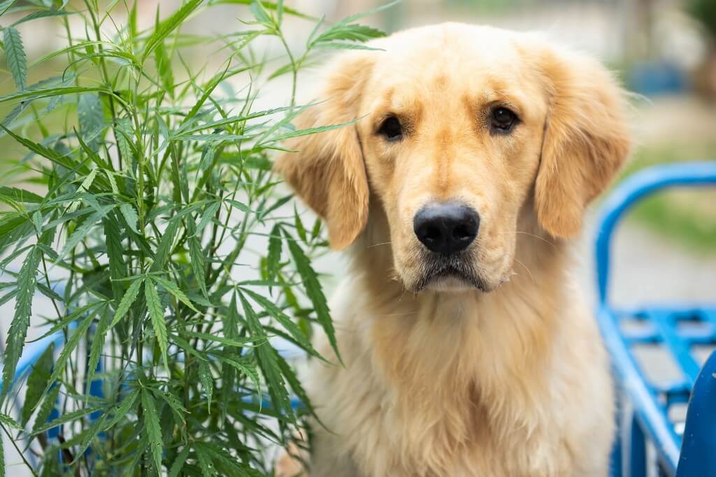 Un perro curioso husmeando y tocando una planta de cannabis en un ambiente interior.