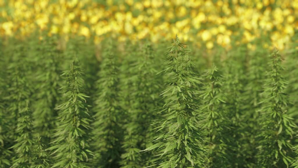 Plantas de marihuana al aire libre en un jardín soleado.