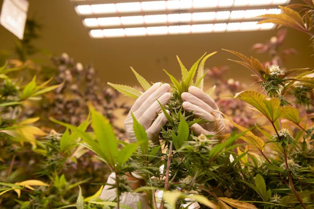 Una persona cosechando plantas de cannabis en un campo al aire libre.