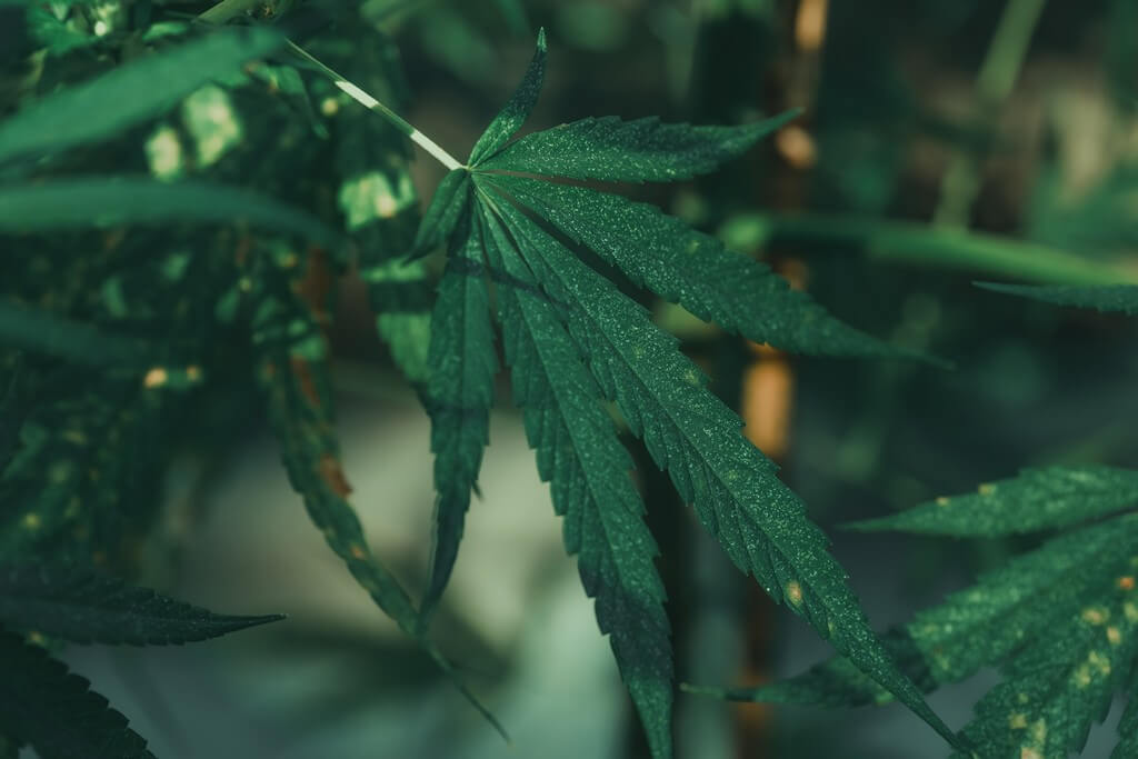 Plantas de marihuana saludables en un invernadero bien ventilado.