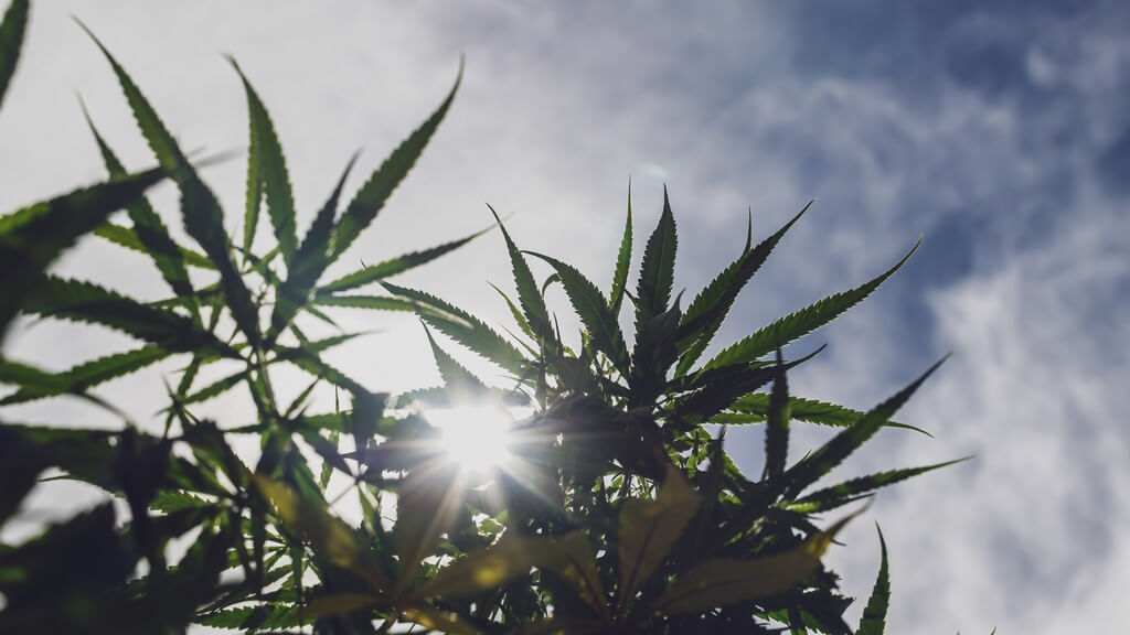 Una persona cultivando marihuana en un jardín orgánico rodeado de exuberante vegetación.