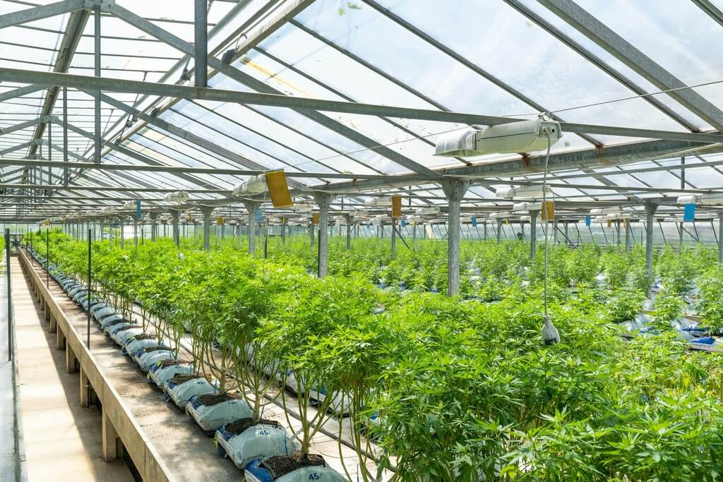 A person inspecting healthy plants in a cannabis grow room.