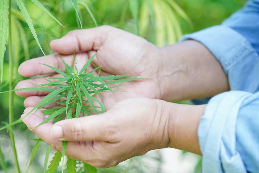 Una planta de cannabis con cristales de THC rodeada de insectos protectores.