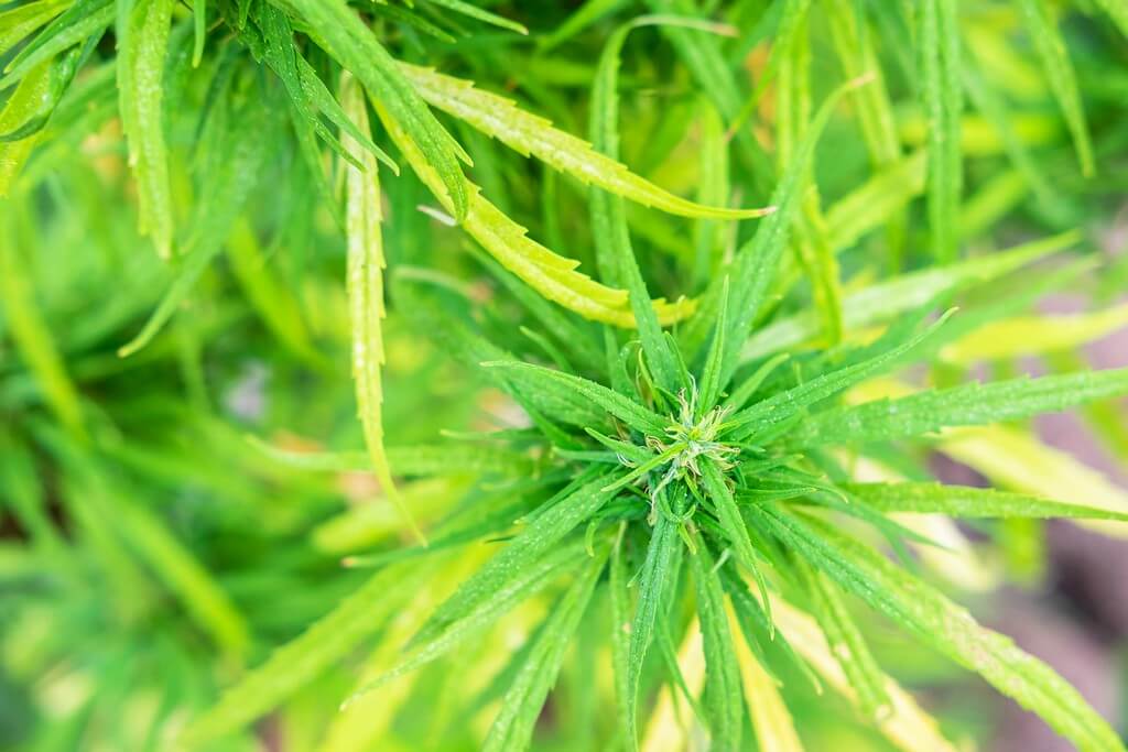 Hoja amarillenta de marihuana en un cuarto de cultivo.