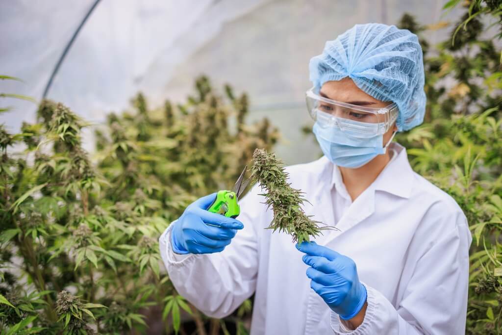 Una persona recortando plantas de cannabis en un jardín interior.