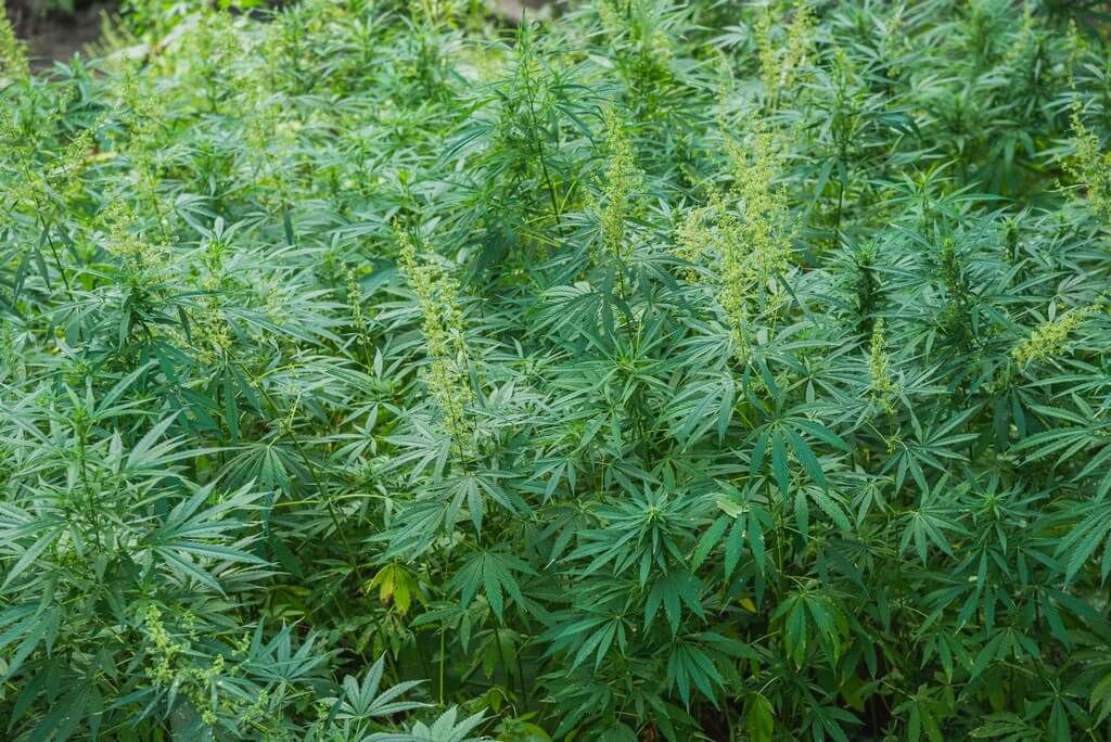 Una planta de cannabis en un jardín exuberante rodeada de botellas de ácido láctico.