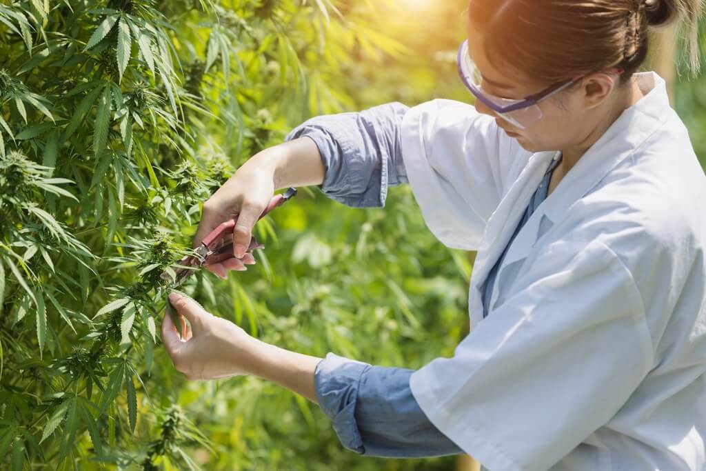 Una persona podando meticulosamente plantas de marihuana en un cultivo interior.