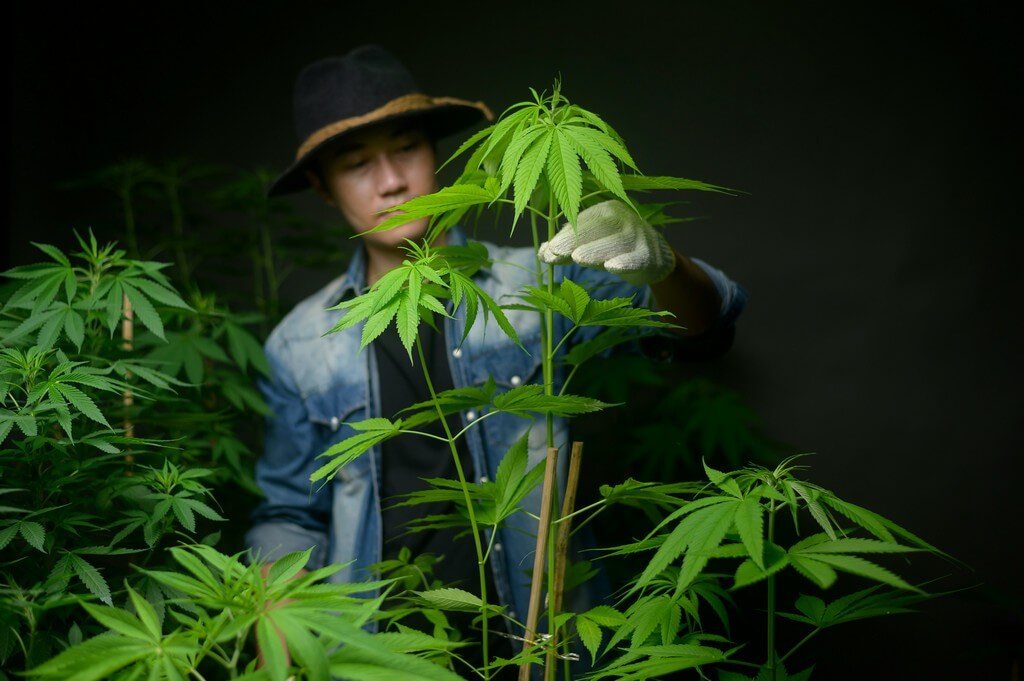 Una planta de marihuana siendo cuidadosamente doblada y entrenada en un jardín exuberante.