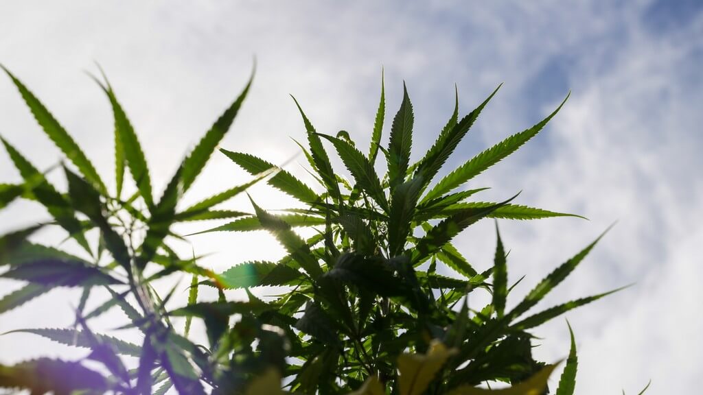 Una fotografía de plantas de marihuana floreciendo en un jardín soleado.