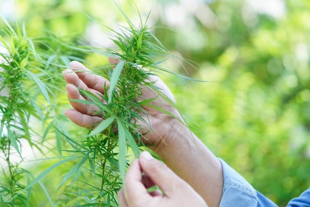 Plantas saludables de cannabis en un cuarto de cultivo interior.