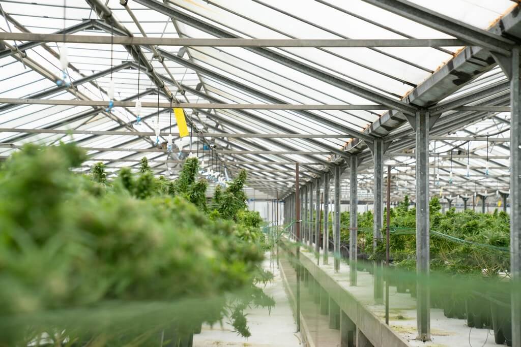 Una plantación de cannabis en crecimiento con plantas exuberantes y brillantes.