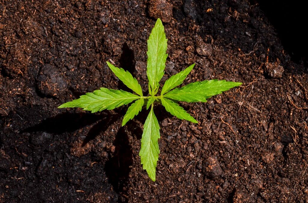 Plantas verdes y saludables en un entorno de suelo equilibrado.