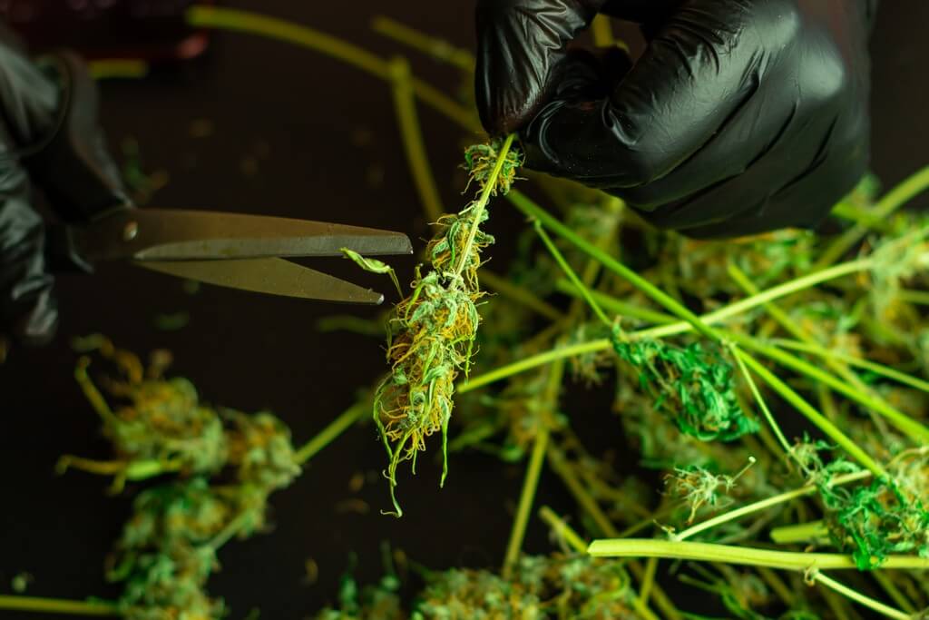 Una persona preparando recortes de cannabis para cocinar infusiones.