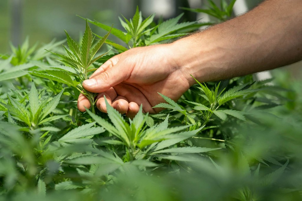 Una persona recortando hojas de planta de marihuana en un jardín interior.