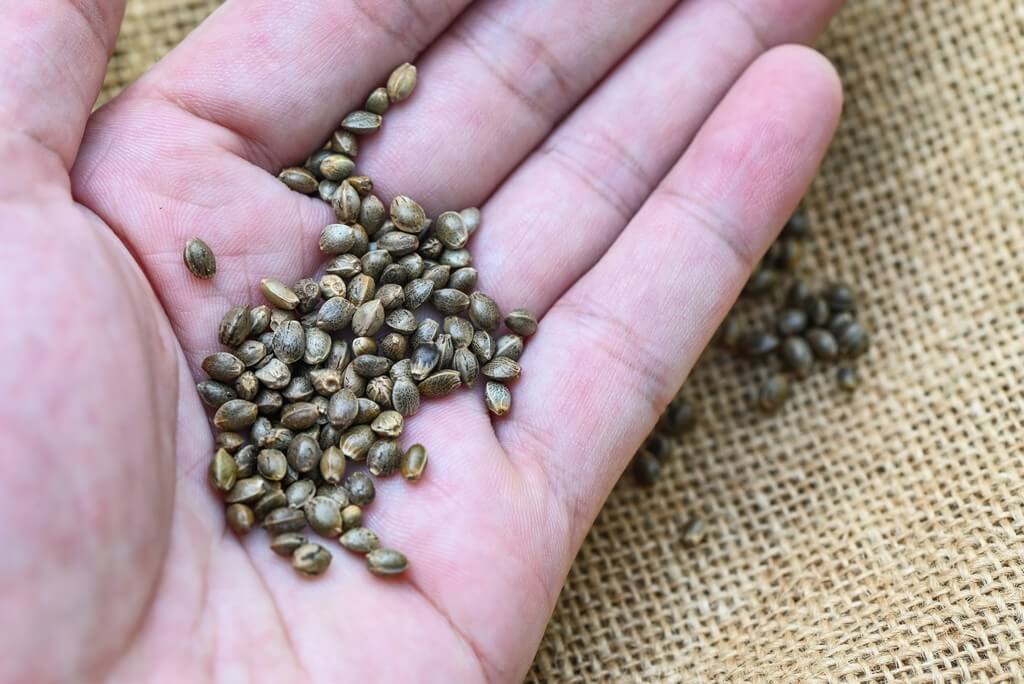 Una persona raspa delicadamente la cáscara de una semilla de cannabis en un ambiente luminoso y aireado.