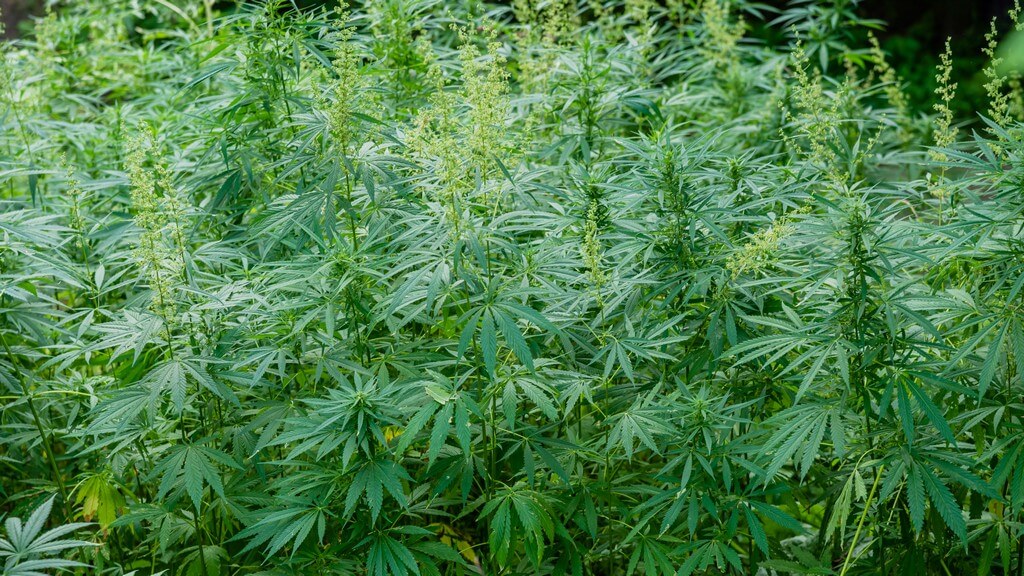 Una foto de una planta de marihuana silvestre creciendo en un entorno natural.