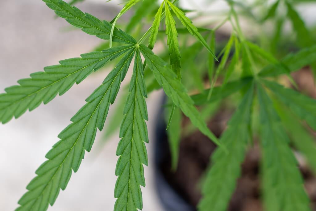 A cannabis plant matures in a well-lit indoor environment.