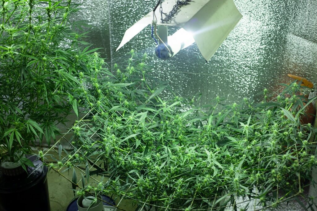 Foto de plantas de marihuana cubiertas con un invernadero.