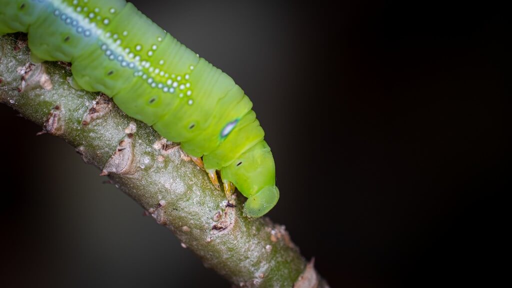 Una oruga en una hoja verde en un jardín.