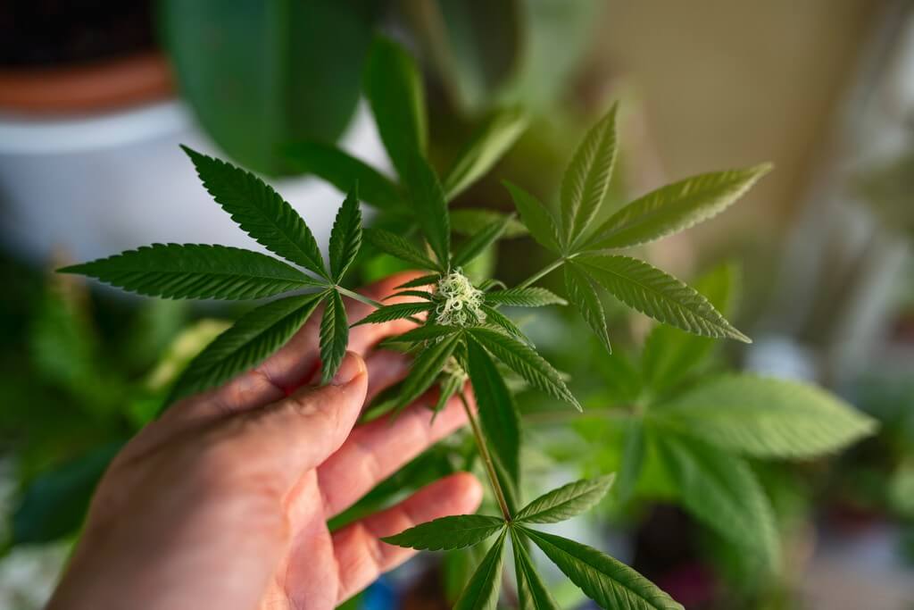 Una persona levantando suavemente una planta caída de marihuana en un entorno interior soleado.