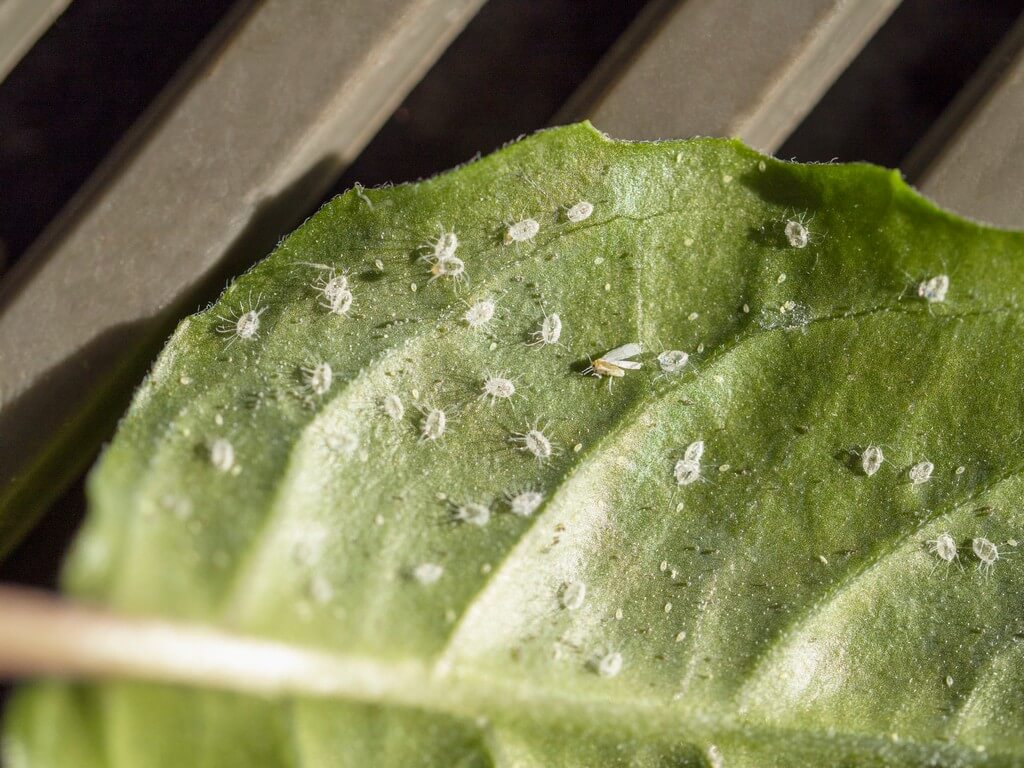 Una planta de marihuana infestada de moscas blancas en un entorno natural.