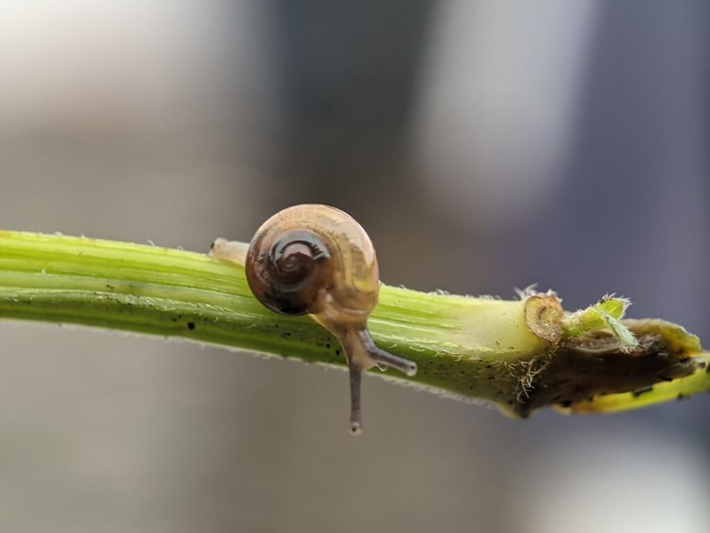 Una foto de caracoles y babosas en hojas de cannabis con daños visibles en la planta.