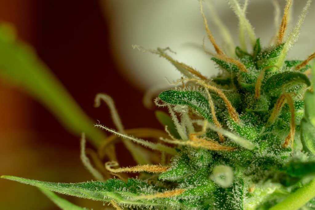 Una foto de primer plano de los tricomas de cannabis brillando bajo la luz.