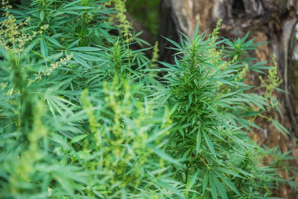 Una persona aplicando yogurt fermentado casero a plantas de cannabis en un jardín exuberante.