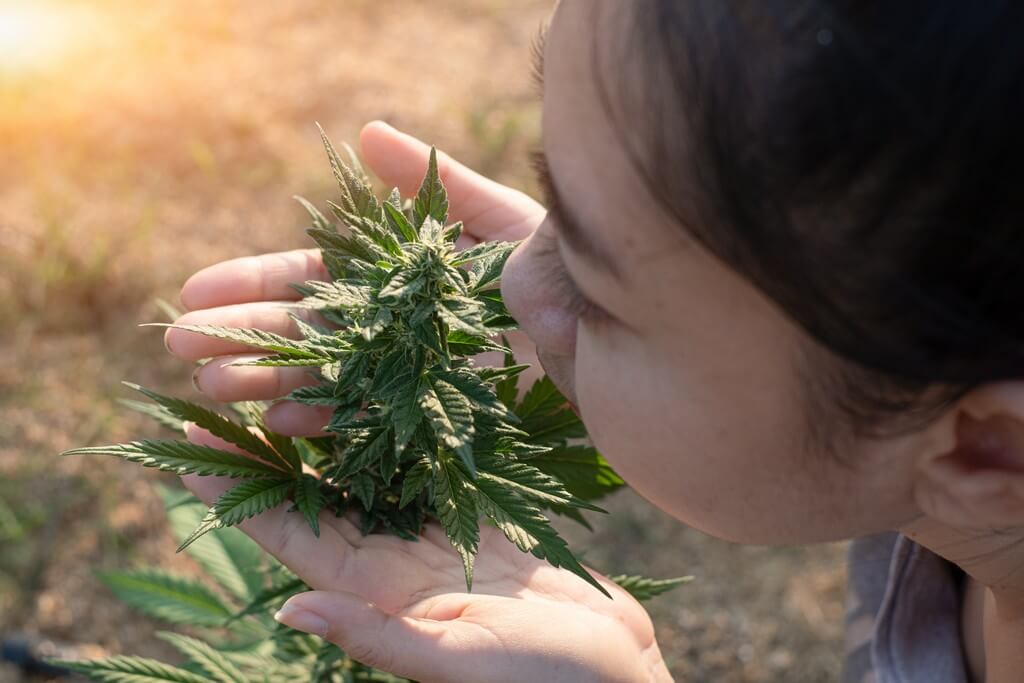 Una planta de marihuana floreciendo bajo estrés controlado con follaje rico en terpenos.