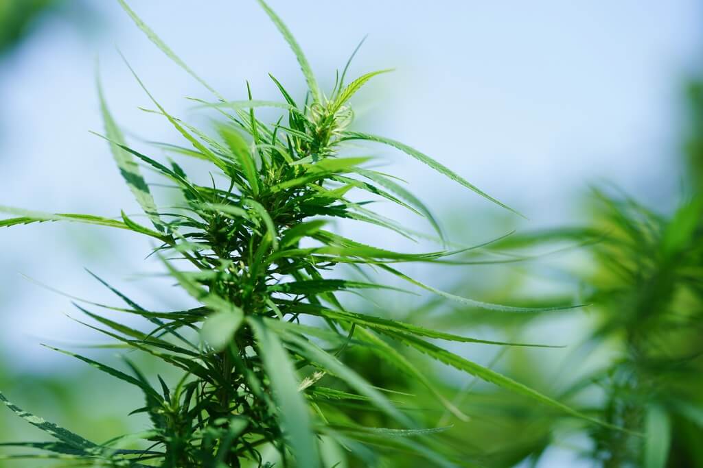 Una persona inspecciona plantas de marihuana saludables en un cuarto de cultivo interior.