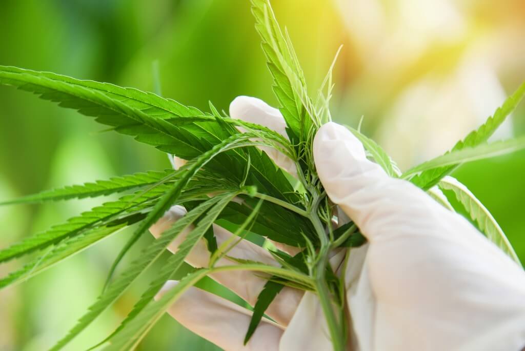 Fotografía de plantas de marihuana saludables en un ambiente interior bien iluminado.