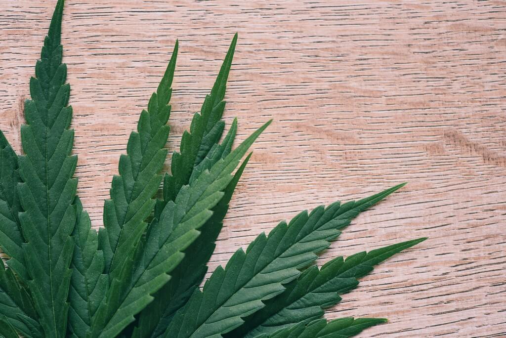 Plantas de cannabis infestadas de pulgones en un jardín.