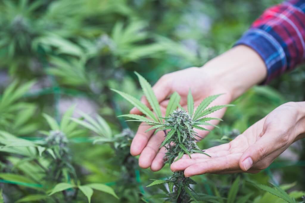 Una foto de una planta de marihuana creciendo en un moderno cuarto de cultivo interior.