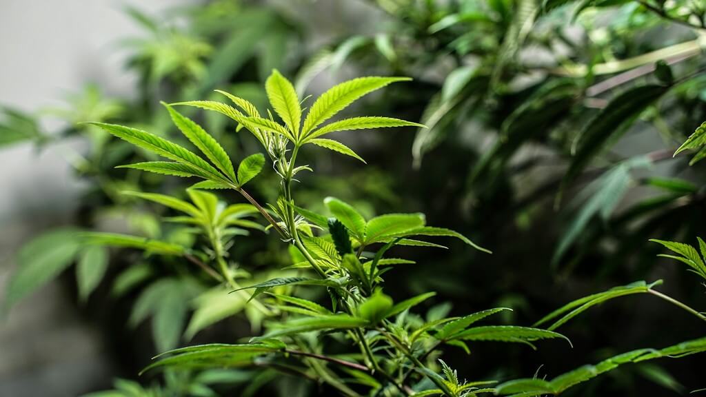 Una fotografía cercana de hojas amarillentas de cannabis en un jardín.