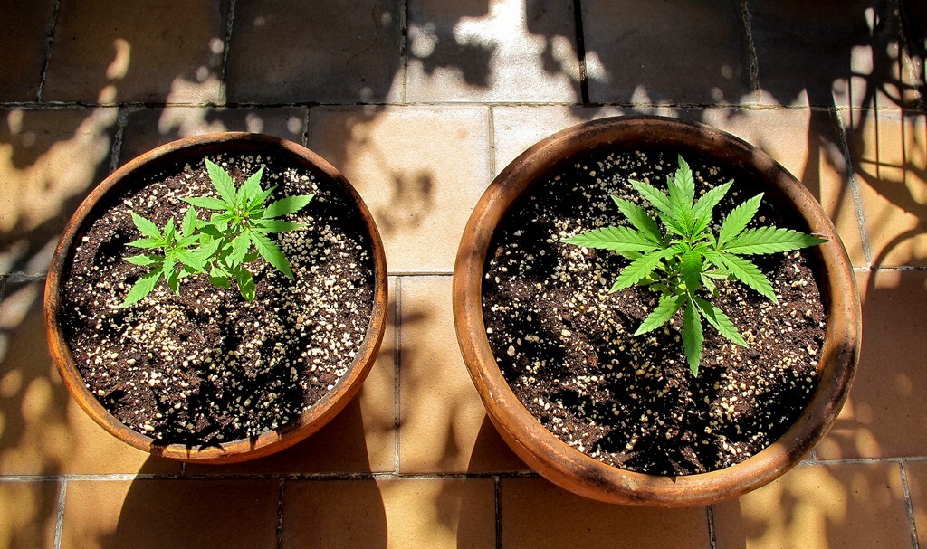 Una planta de marihuana saludable en maceta con herramientas de jardinería.