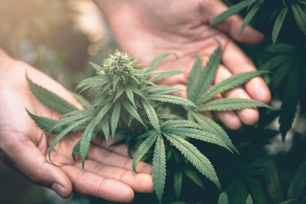 Una persona cuidando plantas de marihuana en un indoor grow room.