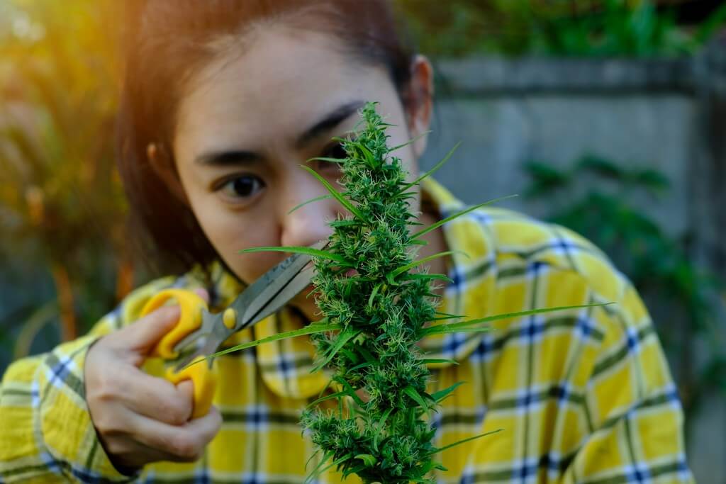 Una persona podando plantas de marihuana en un jardín exuberante.