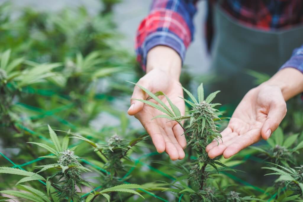 Una instalación de cultivo de cannabis organizada y bien iluminada.