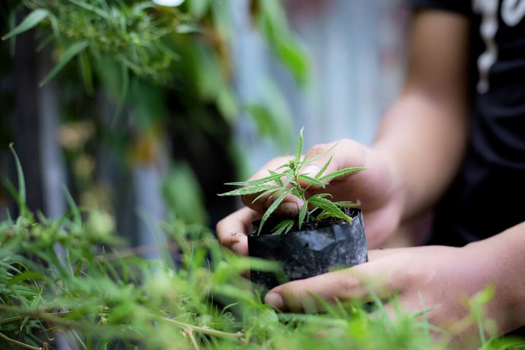 Una planta de cannabis saludable rodeada de nutrientes balanceados en un ambiente animado.