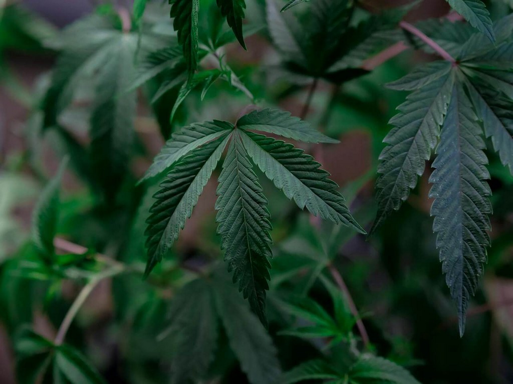 A marijuana plant hidden in a lush forest.