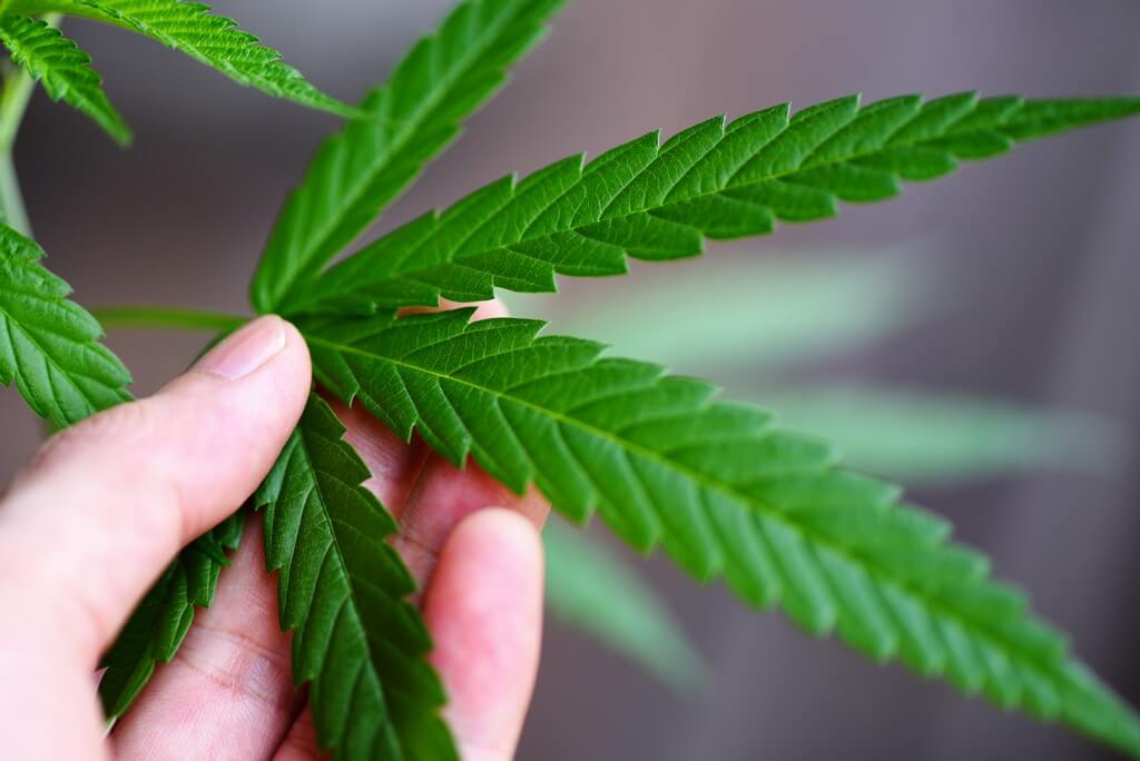 Una planta de marihuana saludable rodeada de exuberante vegetación en un entorno animado.