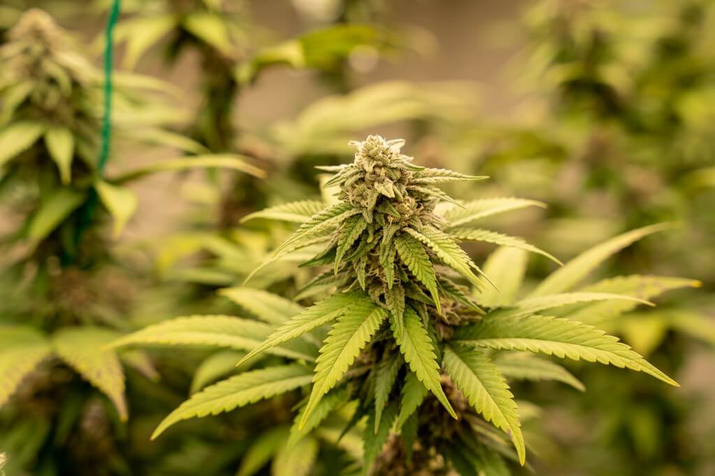 Una foto de hojas de azúcar y hojas de ventilador en un campo de cannabis.