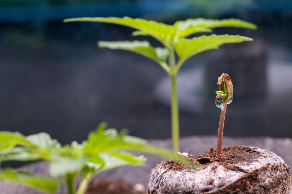 Una foto de semillas germinando en suelo con herramientas de jardinería.