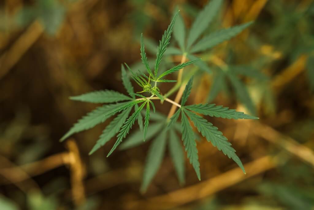 Ciclo de vida de mosca blanca en hoja verde, enfoque nítido.