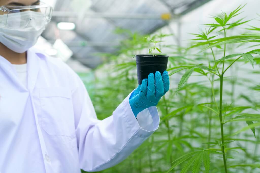 Un cultivador de cannabis revisa las plantas en un entorno húmedo.