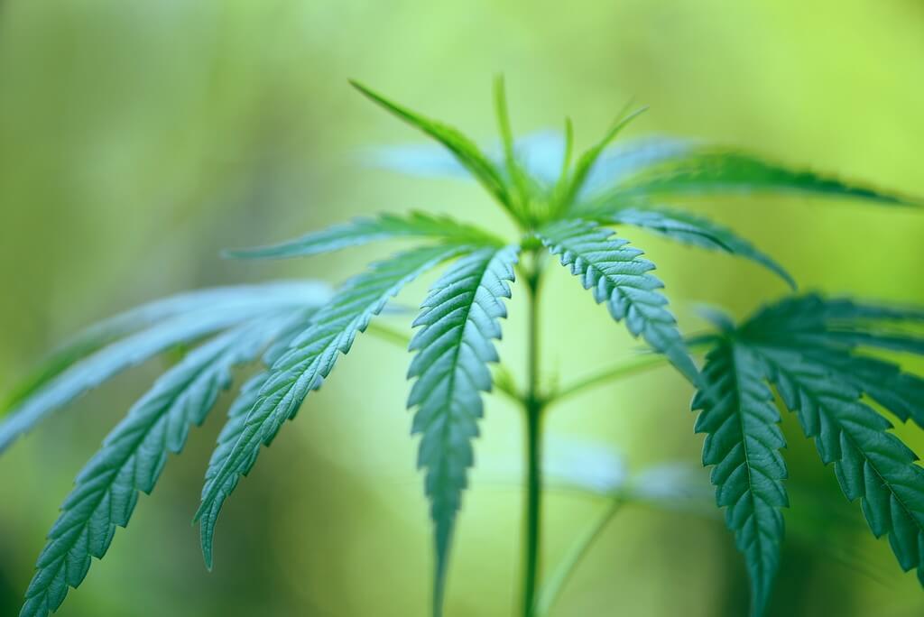 Una planta de marihuana saludable rodeada de hojas verdes vibrantes.